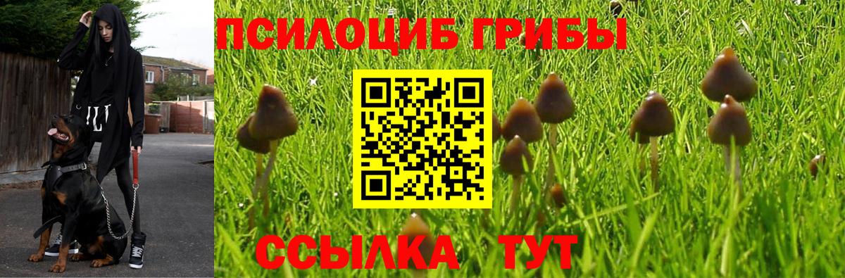 Галлюциногенные грибы GOLDEN TEACHER Верхняя Пышма